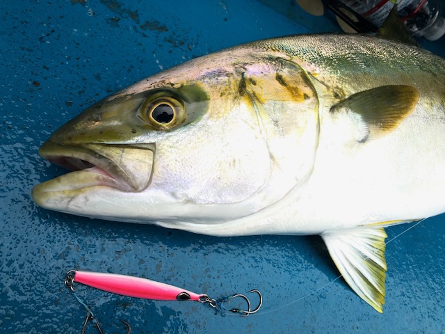 This is last（Super Light Jigging)SLJ in this year. | SUNLINE ENGLISH