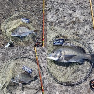 魚標本　　木更津沖　昭和53年 9f195fff0d40dfe2e4c63e748ef7e4